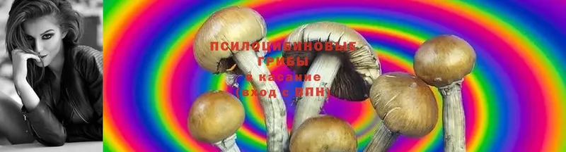 Псилоцибиновые грибы Psilocybine cubensis  Сарапул 